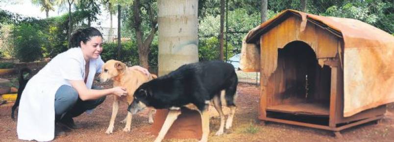 ONG Vira Lata Vira Vida intensifica adoção de animal à distância