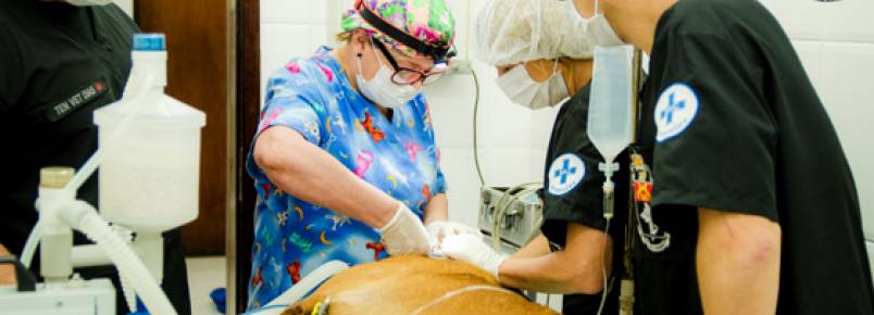 Cão farejador Apolo passa por procedimento cirúrgico odontológico