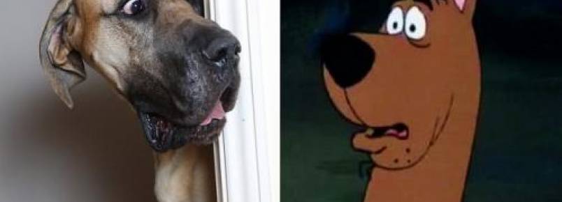 Conheça Presley, o Scooby-Doo da vida real que tem medo de tudo