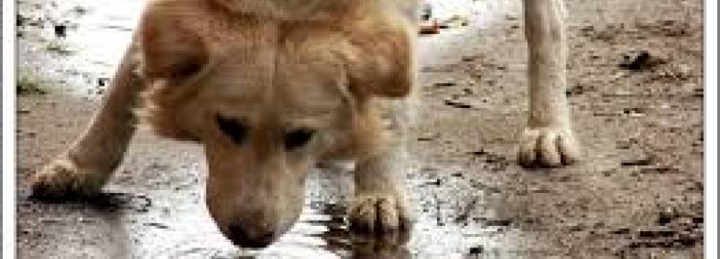 Com crise e férias, abandono de animais cresce 50% em Campinas