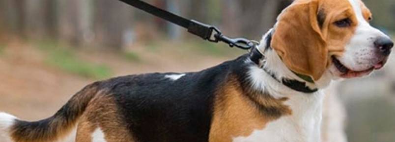 Adestre seu cão em 5 passos