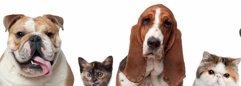 Criminosos roubam animais de estimação para revender