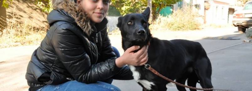 Cachorra anda 300 km para encontrar mulher que a ajudou aps atropelamento