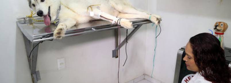 Clnica veterinria local tem o primeiro banco de sangue animal de Manaus