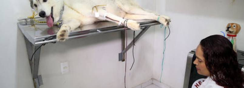 Clínica veterinária local tem o primeiro banco de sangue animal de Manaus