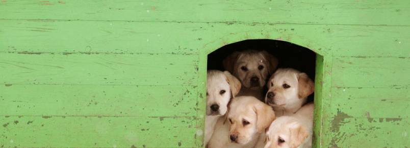 Bombeiros lanam campanha para comprar kit de salvamento de animais