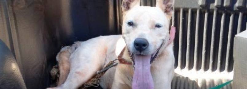 Pitbull é recolhido após denúncias de maus tratos e caso pode parar na justiça