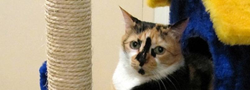 Remoção de unhas do gatos é condenada por profissionais