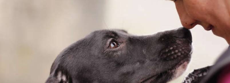 Campanha de adoção de animais continua em Cubatão