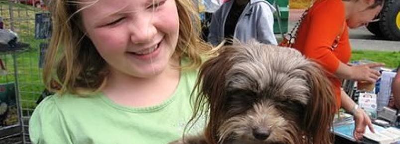 Cães diminuem estresse de crianças autistas