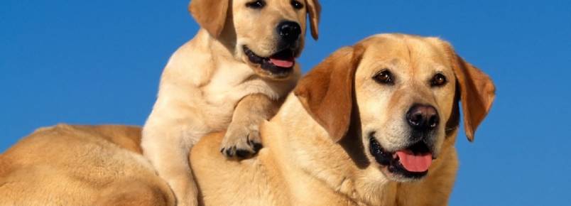 Entender emoções de animais ajuda a tratar depressão