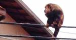 Macaco Bugio chama ateno de moradores em Tefilo Otoni