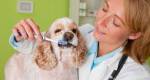 Visitas ao Veterinário