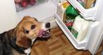 Veja alguns alimentos saudáveis para os cães