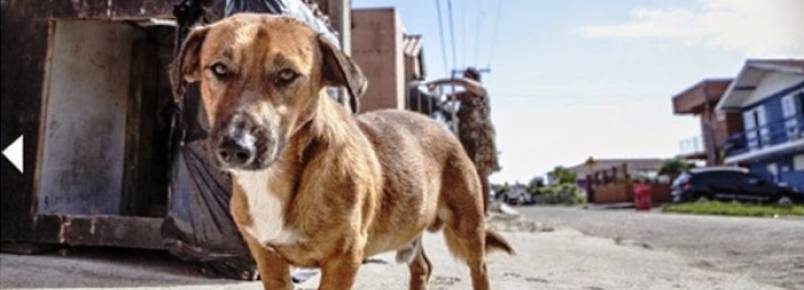 Cão que se deitou durante abordagem da PM foi abandonado e vive na rua