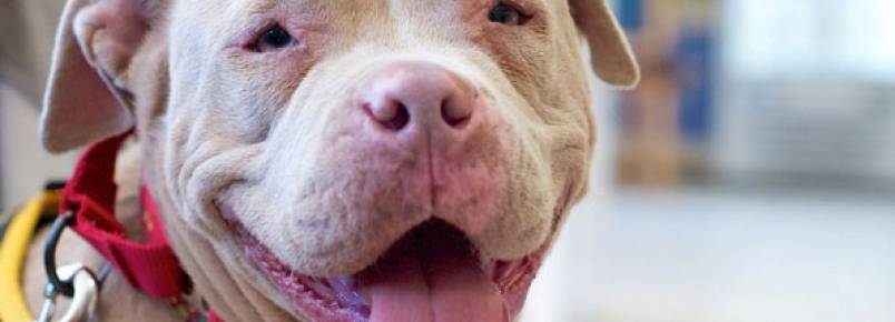 Antes e depois de cães que foram resgatados de rinhas
