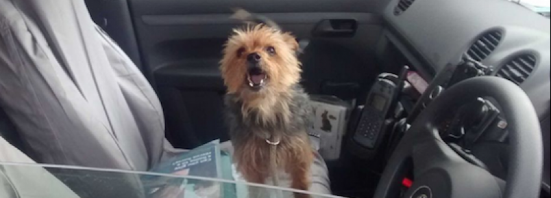 Cão roubado pede ajuda em estrada e é encontrado a 188 quilômetros de sua casa