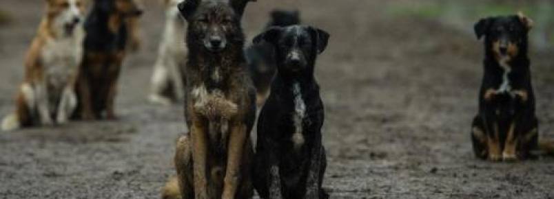 Protetor luta para manter abrigo que é casa para mais de 450 cães na Sérvia