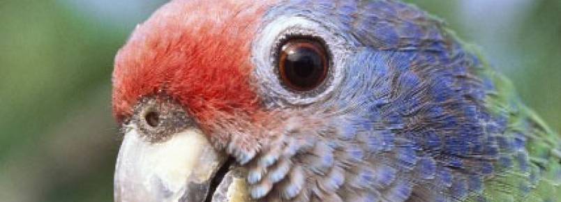 Campanha quer proteger o papagaio-de-cara-roxa