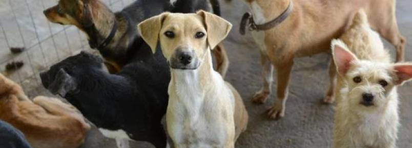 Vereadora propõe desconto no IPTU para quem adotar animais