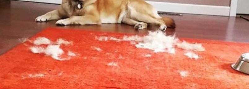 4 dicas para diminuir a queda de pelos do seu cão