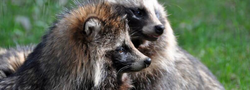 Conheça o cão-guaxinim ou Tanuki