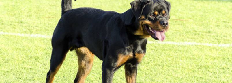 A raça determina a agressividade do cão?