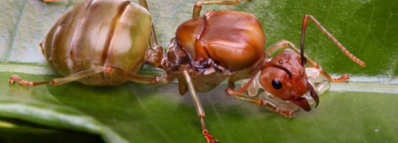 6 curiosidades das formigas-rainhas