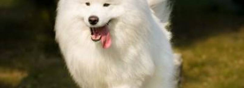 10 raças de cachorros mais peludos