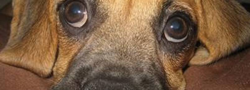 Atrofia progressiva da retina em cães