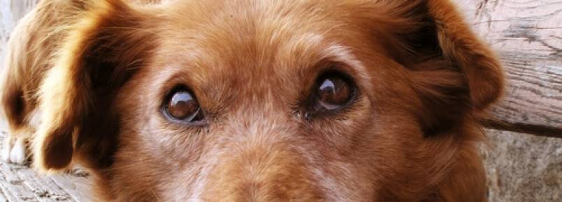 Sinais de que o seu cão está assustado