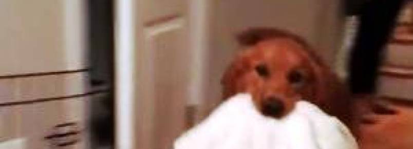 Cão carrega seu cobertor favorito para todo lugar que vai