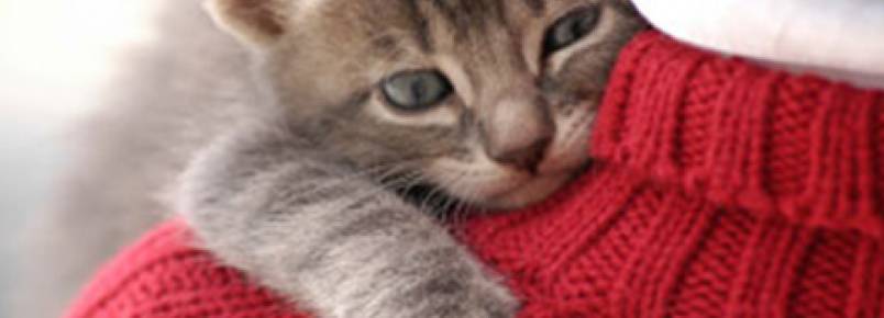 Estudo quer descobrir quem ama mais os donos: gatos ou cães?