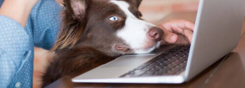 Com meu cão no escritório