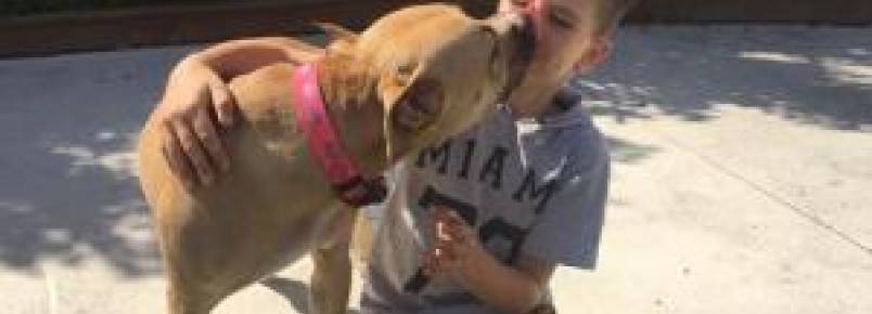 Cão apavorado após ser abandonado se liberta da tristeza com ajuda de menino