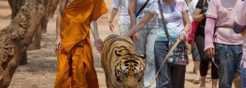 Tailândia tenta impedir monges de lucrarem com tigres em zoo improvisado em templo