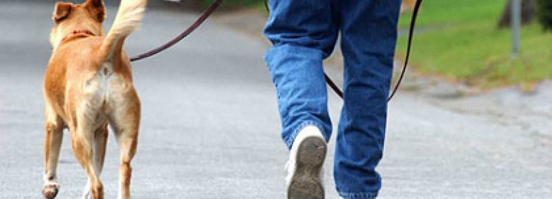 Lisboa acolhe caminhada pela proteção dos animais