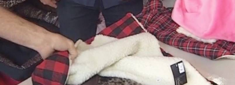 Com proximidade do frio, animais ganham casa especial e cobertor