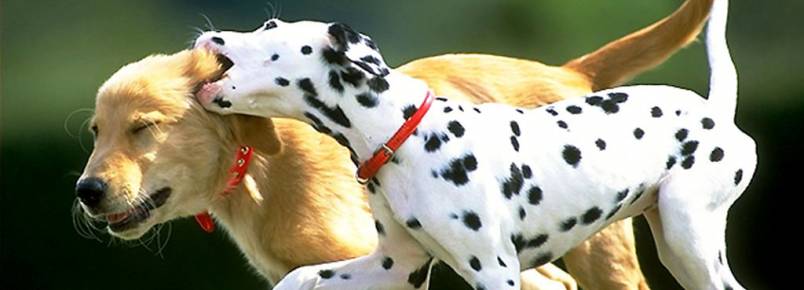 Saúde animal foi tema de mais uma palestra na Câmara