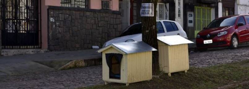 Cães de rua ganham novo tratamento