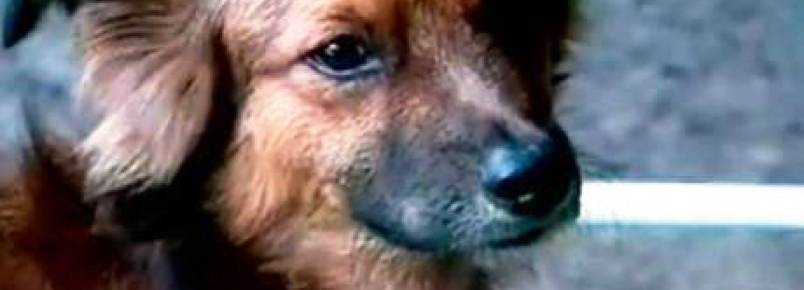 Após ficar 15 dias na porta de hospital, cachorro reencontra dono