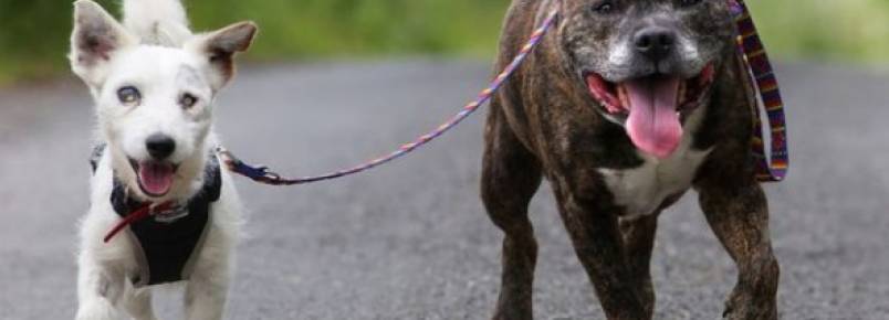 Cachorro cego e seu amigo-guia são adotados juntos