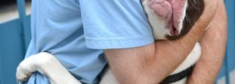 7 maneiras de fortalecer o vínculo afetivo com seu cão