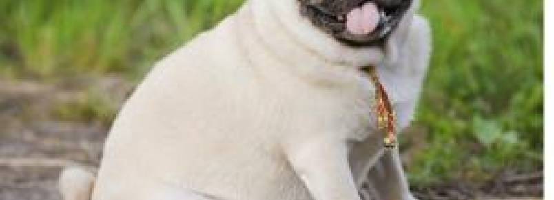 4 indícios de que seu cão precisa se exercitar mais