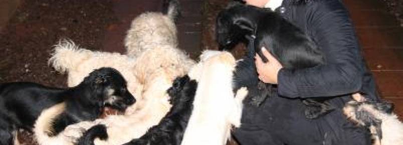 Mulher mantém 28 cachorros em casa e pede doação de ração