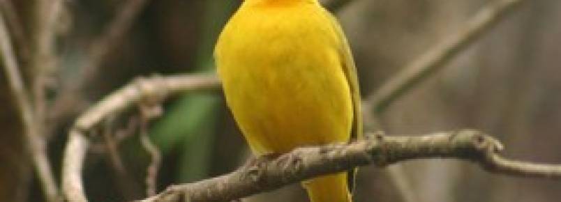 Homem multado em R$ 9 mil por criar aves sem licena