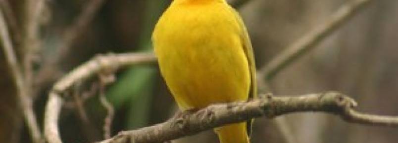Homem multado em R$ 9 mil por criar aves sem licença