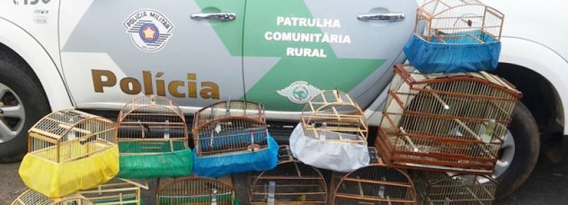 Polícia Ambiental apreende 12 pássaros e aplica R$ 6 mil em multa