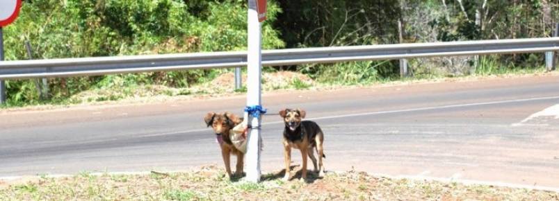 Homem amarra cães em placa de sinalização e é duramente advertido por populares