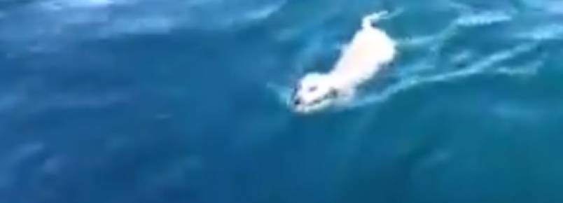 Cão que estava perdido no mar é salvo por italianos 
